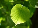 Click image for larger version  Name:	leaf.jpg Views:	0 Size:	23.5 KB ID:	27008